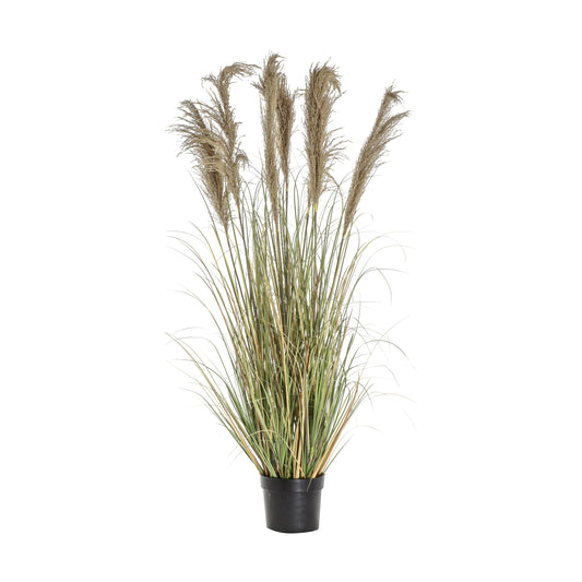 Pampas Grass 7 Heads