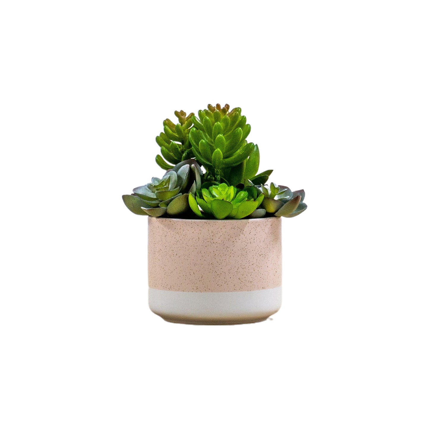 Potted Echeveria Mix in Ceramic Pot