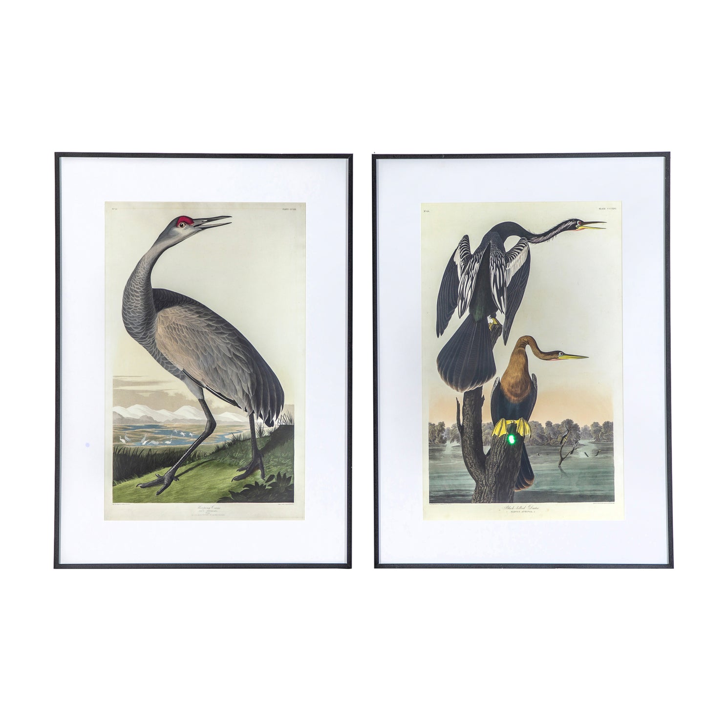 Exotic Fowl Study Framed Art (set of 2)