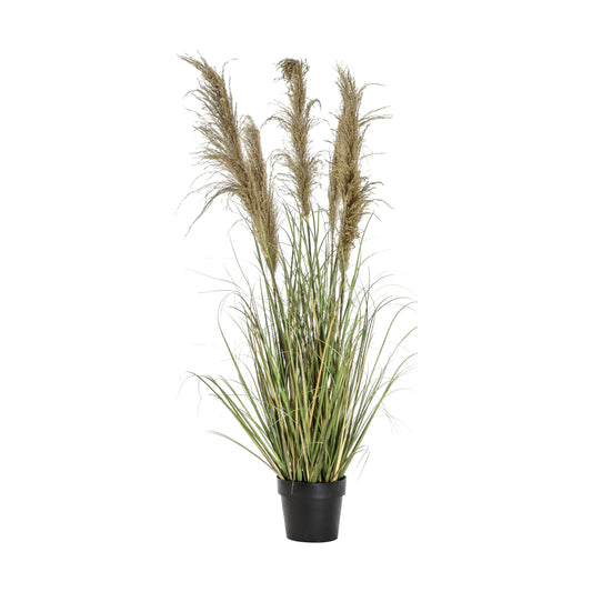 Pampas Grass 5 Heads