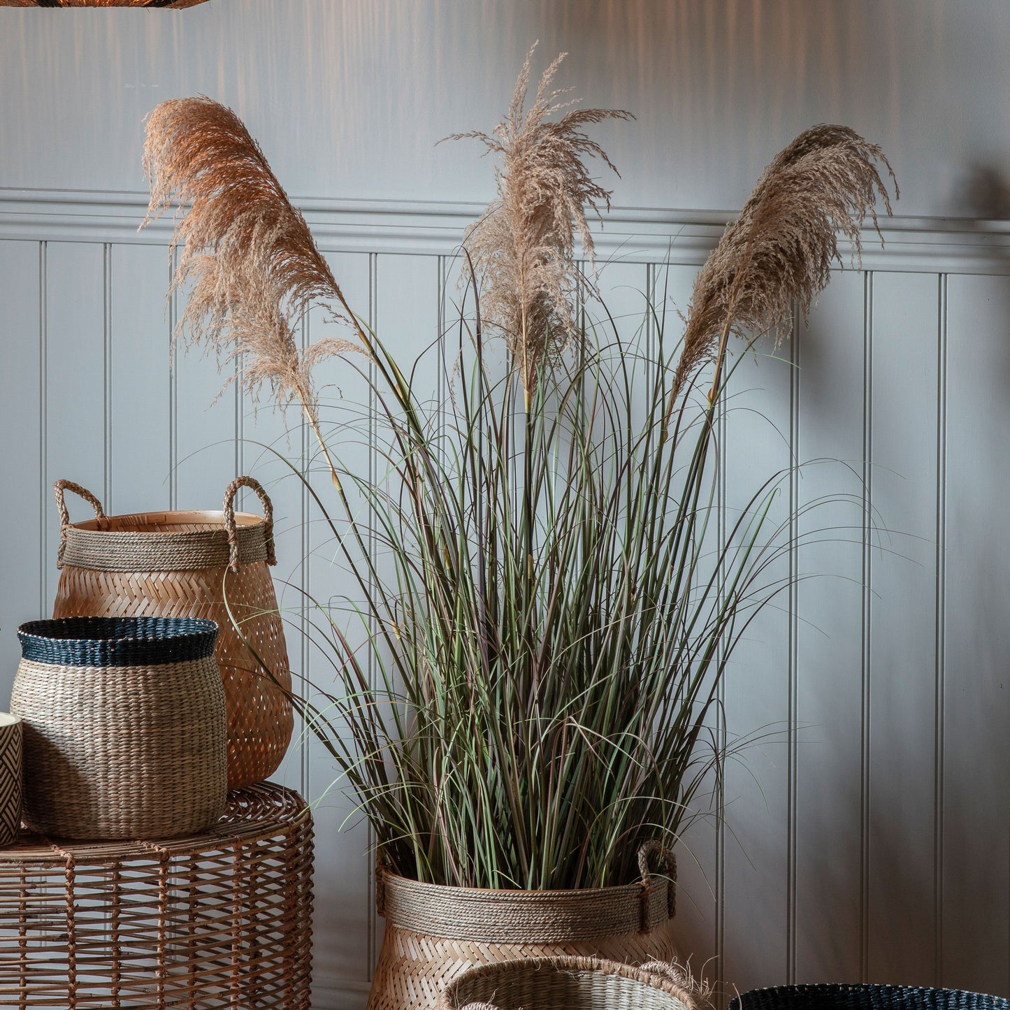 Pampas Grass 5 Heads